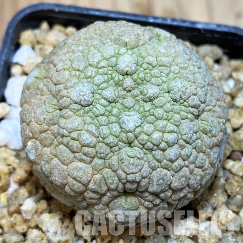 SH30522 Pseudolithos migiurtinus