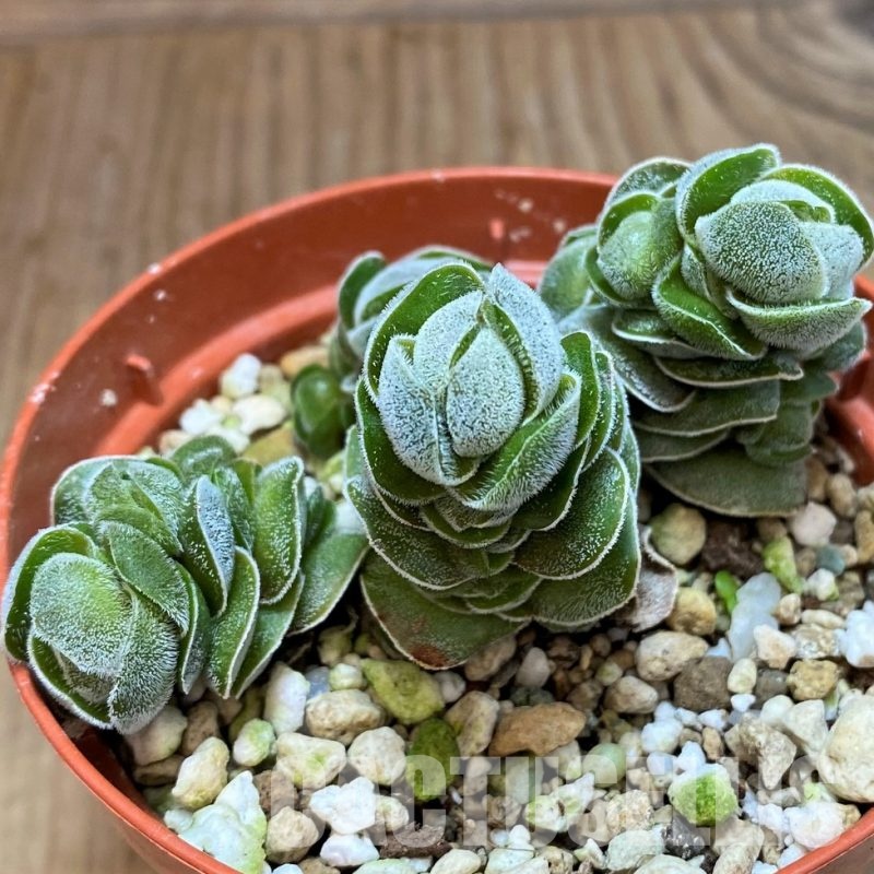 SH30479 Crassula ‘Ivory Pagoda’