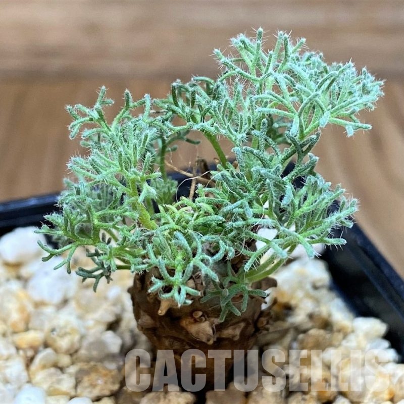 SH30524 Sarcocaulon peniculinum