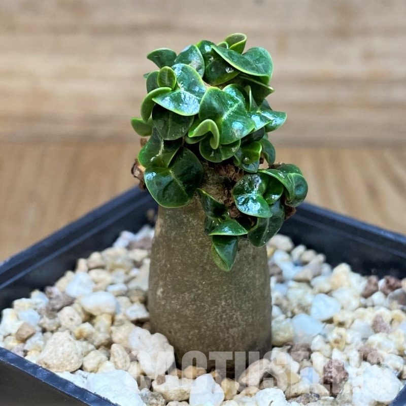 SH30525 Adenium arabicum DHA