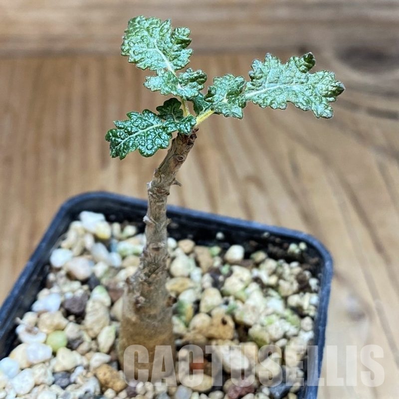 SH30526 Boswellia bullata