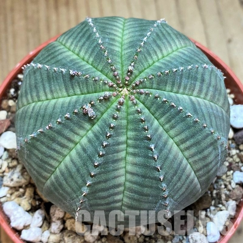 SH30530 Euphorbia obesa