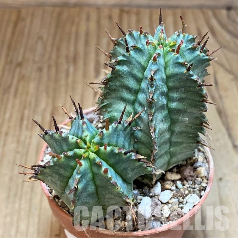 SH30532 Euphorbia horrida