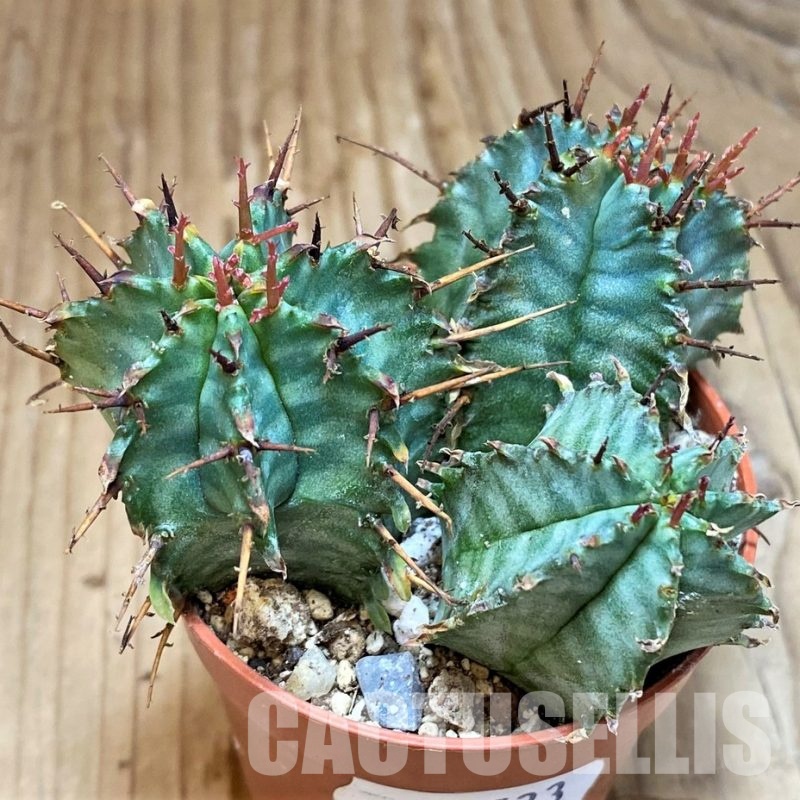 SH30533 Euphorbia horrida