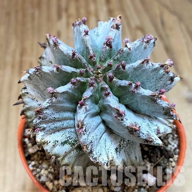 SH30534 Euphorbia horrida 'Alba'