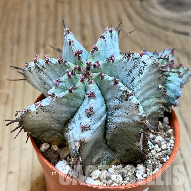 SH30535 Euphorbia horrida 'Alba'