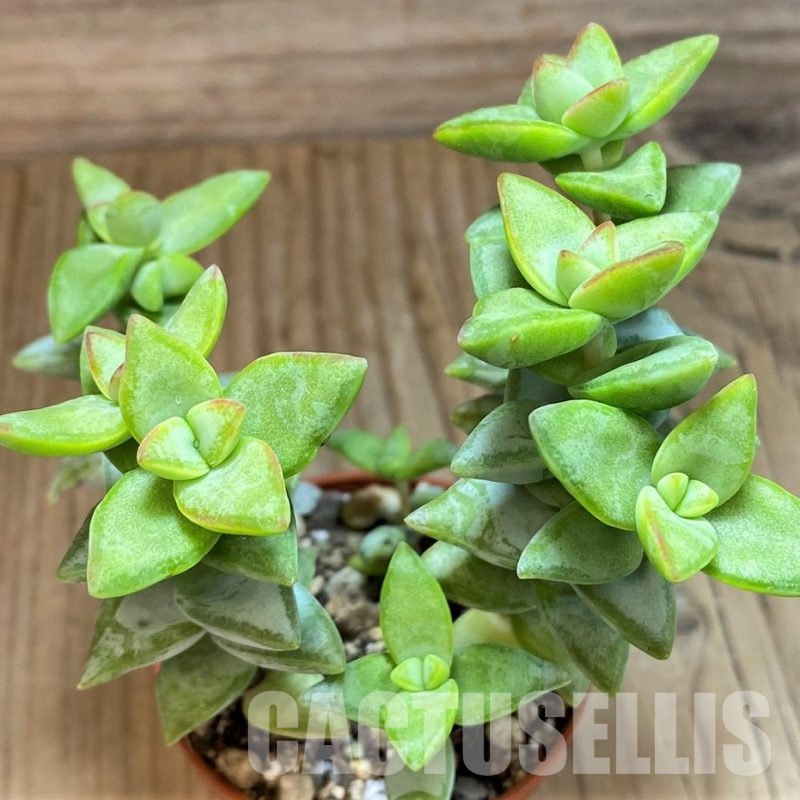 SH30480 Crassula perfoliata