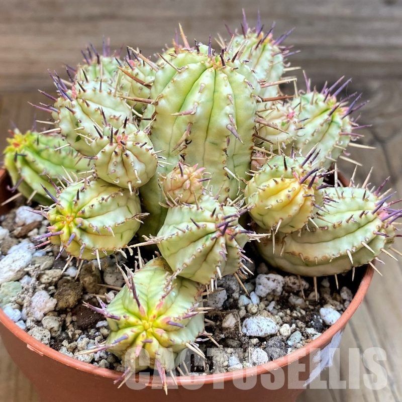 SH30536 Euphorbia aggregata f. variegata