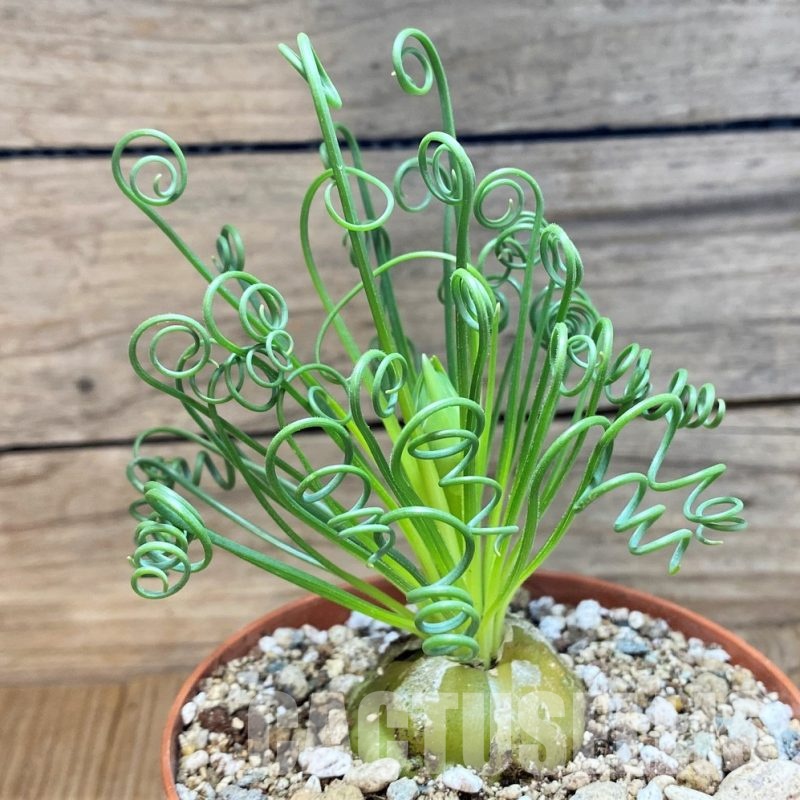 SH30536 Albuca spiralis