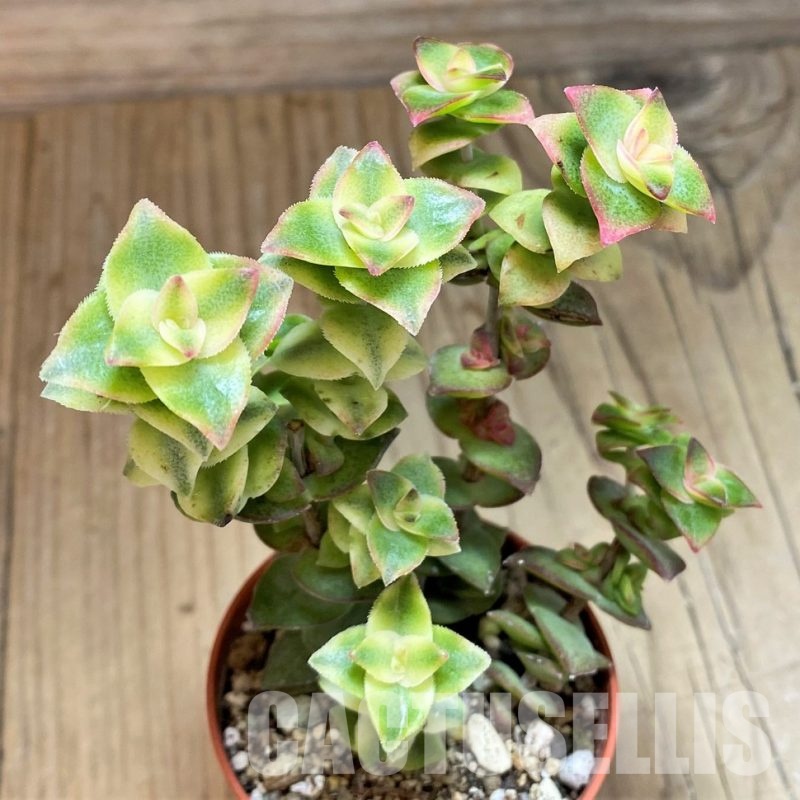 SH30475 Crassula perforata f. variegata