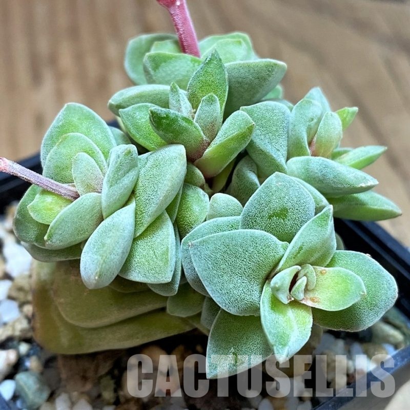 SH30481 Crassula coralita