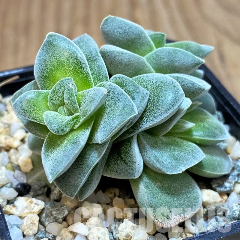 SH30482 Crassula coralita