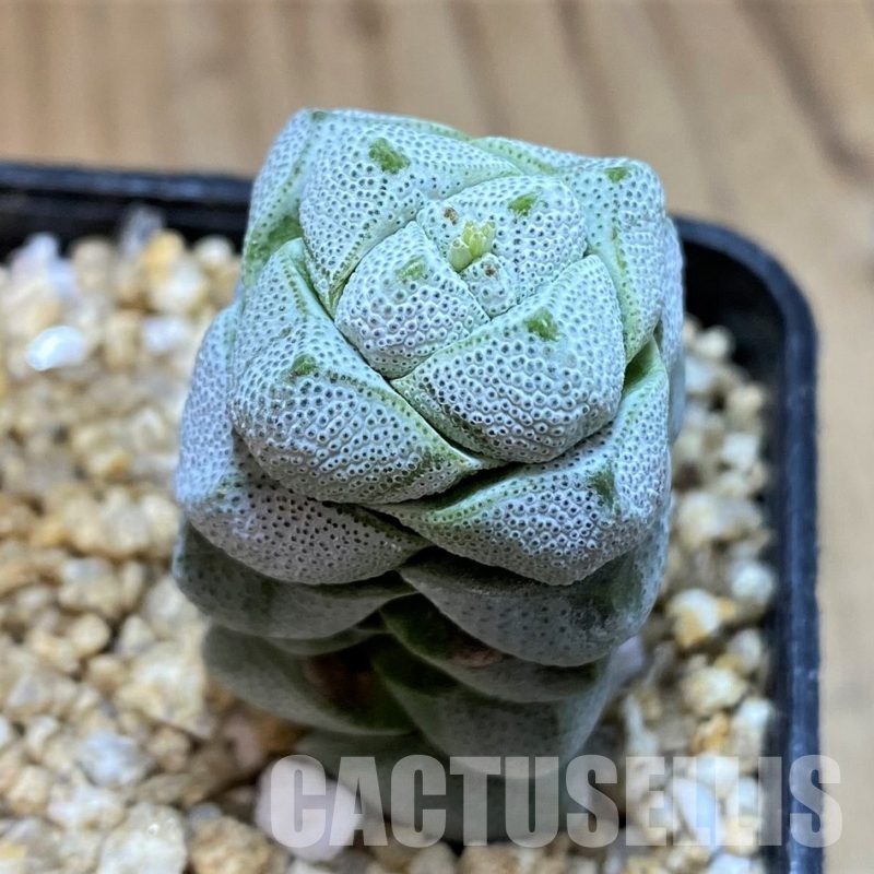 SH30483 Crassula deceptor