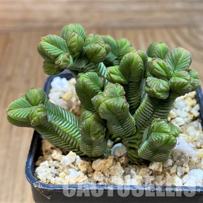 SH30484 Crassula pyramidalis