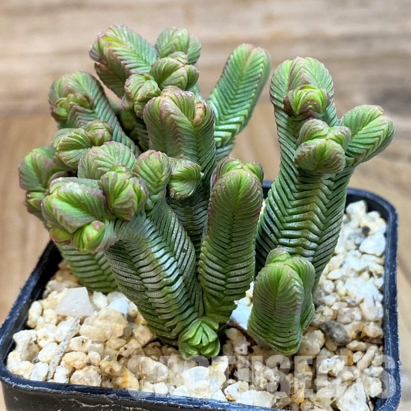 SH30485 Crassula pyramidalis