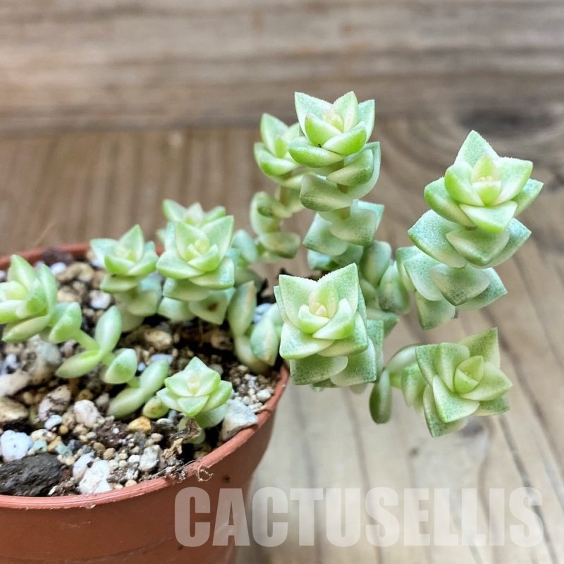 SH30486 Crassula marnieriana ‘Tom Thumb’ f. variegata