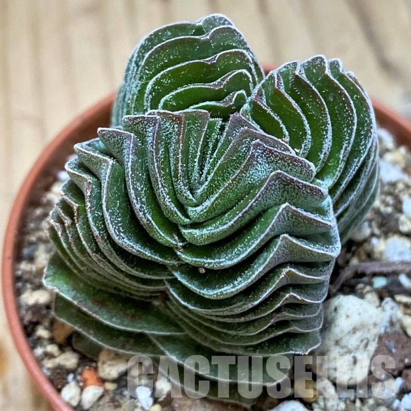 SH30487 Crassula ‘Buddha’s Temple’