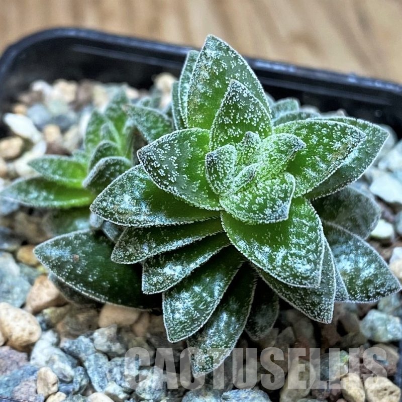 SH30488 Crassula 'Frosty'