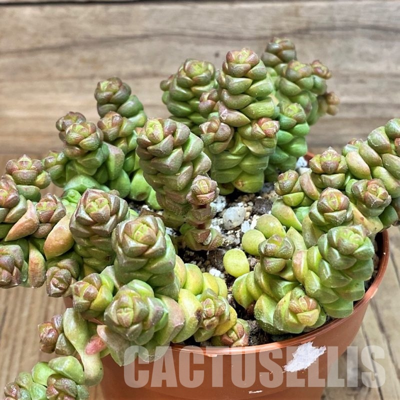 SH30489 Crassula columella