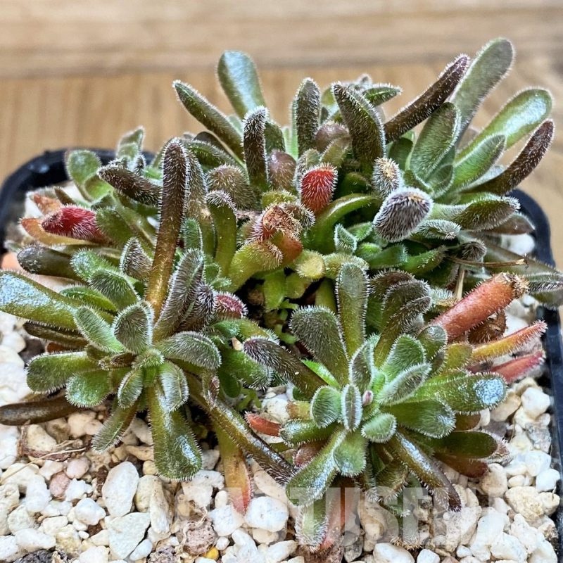 SH30490 Crassula pubescens