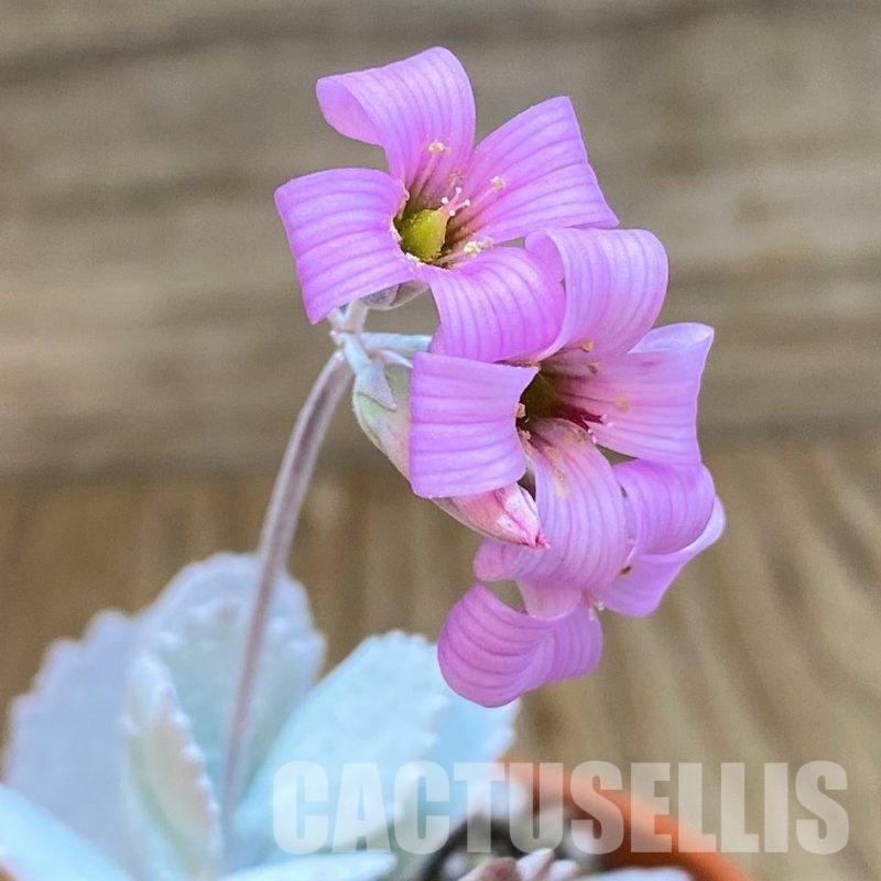 SH30491 Kalanchoe pumila