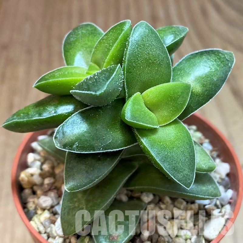 SH30476 Crassula 'Springtime'