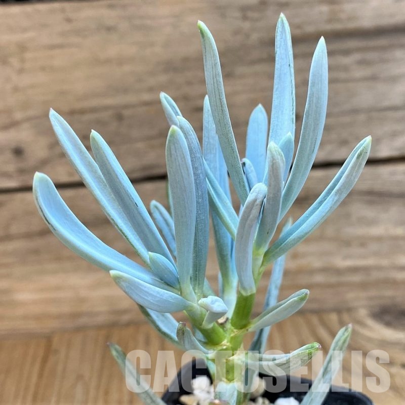 SH30493 Senecio serpens ‘Dwarf Blue Chalk Sticks’