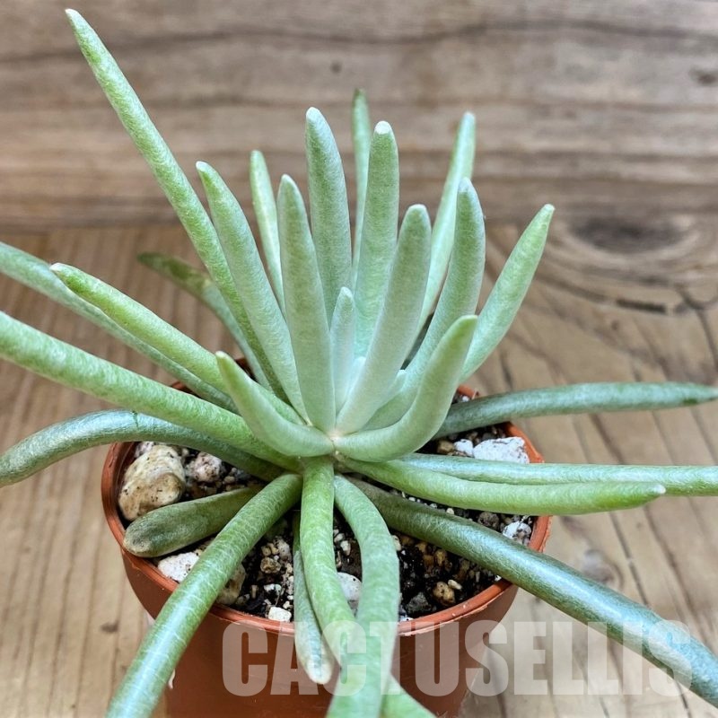 SH30494 Senecio scaposus