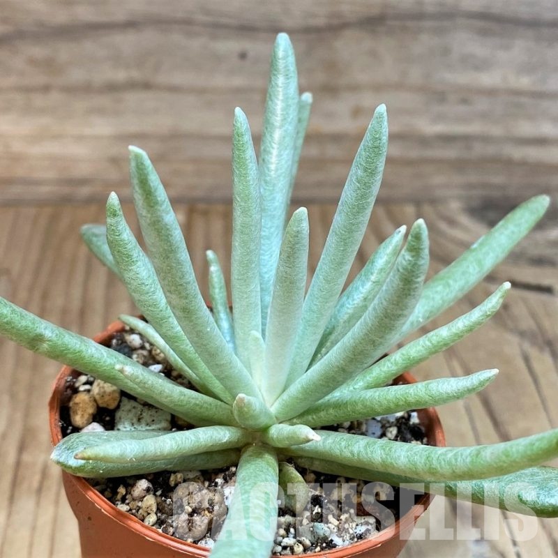 SH30495 Senecio scaposus