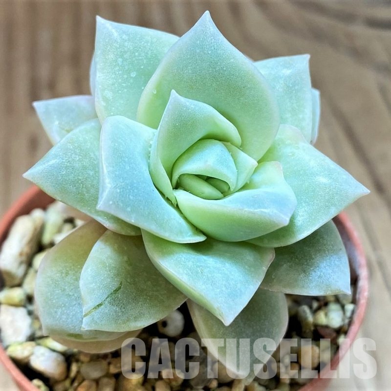 SH30496 Echeveria 'Lovely Rose'