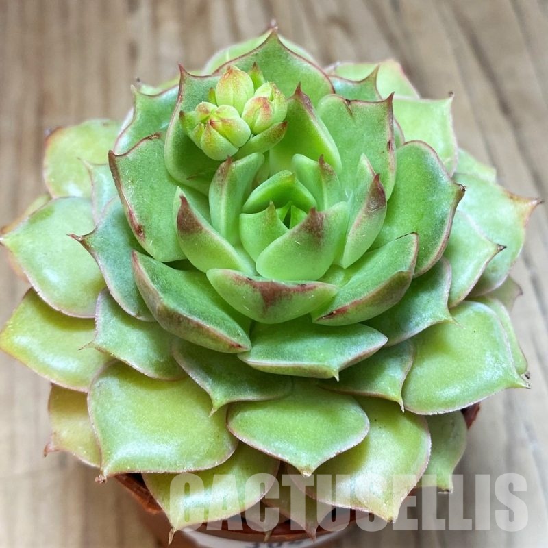 SH30497 Echeveria hybrid