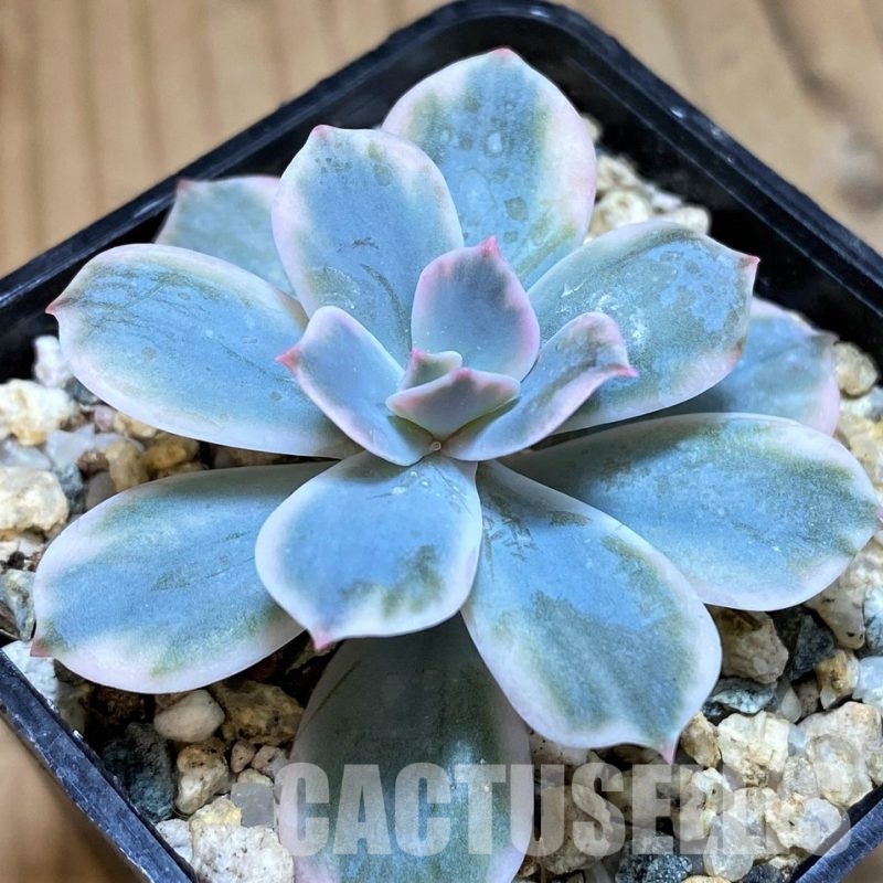 SH30498 Echeveria hybrid f. variegata