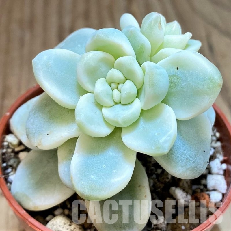 SH30499 Sedum clavatum f. variegata