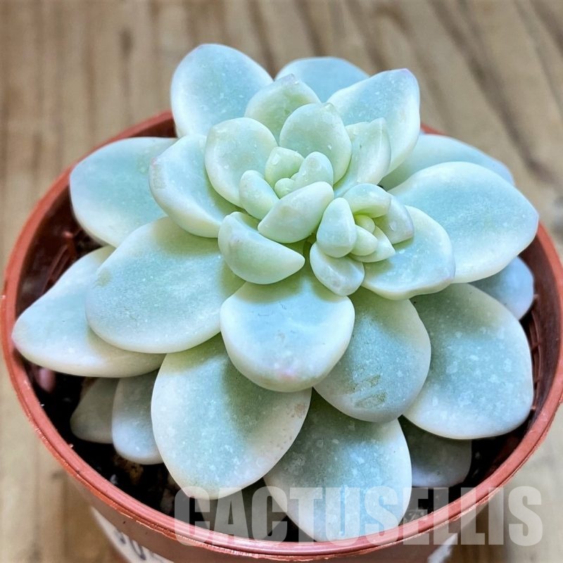 SH30500 Sedum clavatum f. variegata