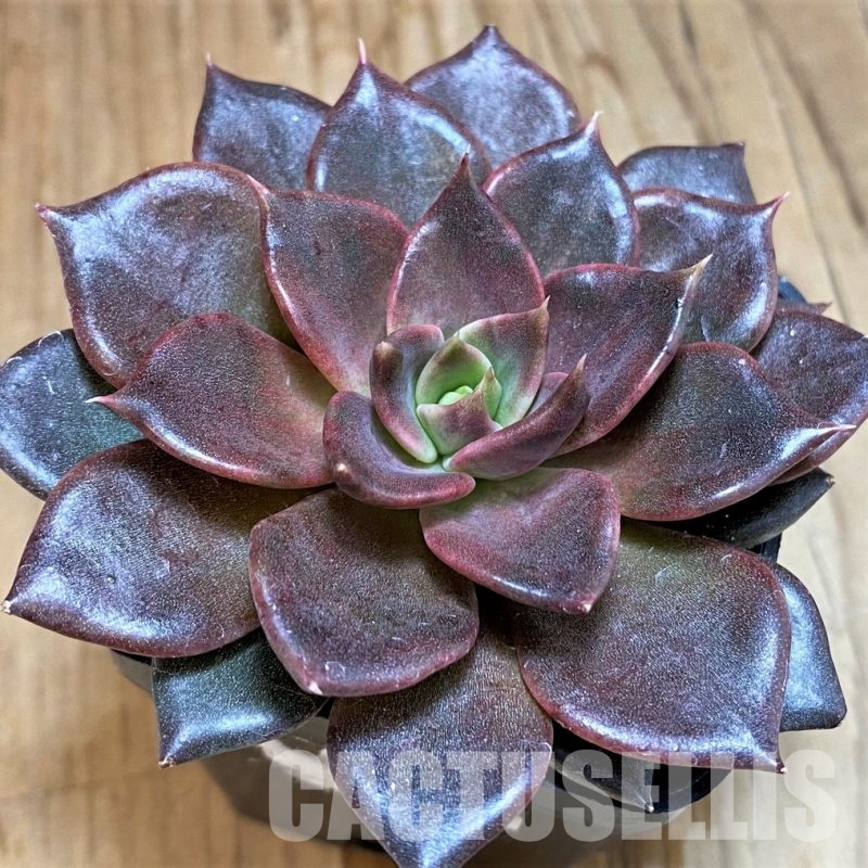 SH30504 Echeveria 'Black Prince'