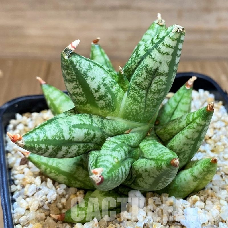 SH30629 Sansevieria 'Ming Manee'