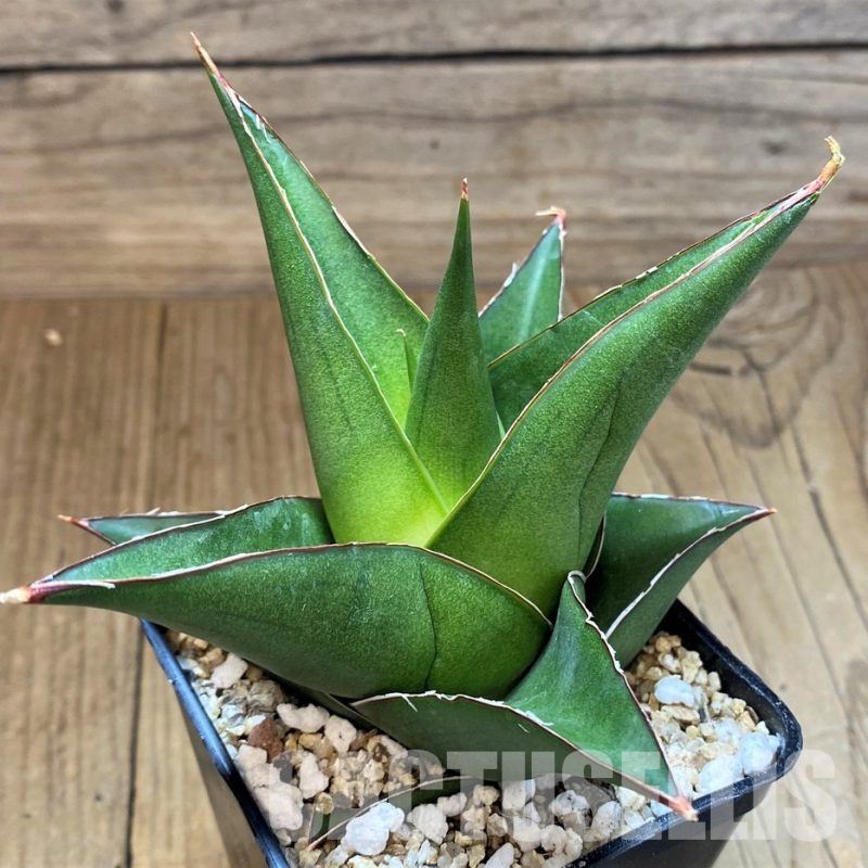 SH30631 Sansevieria 'Tower Blue'