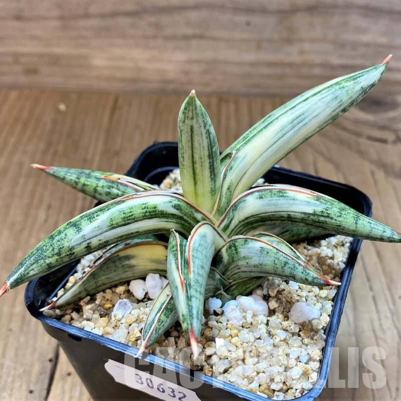 SH30632 Sansevieria Lav 1970 white