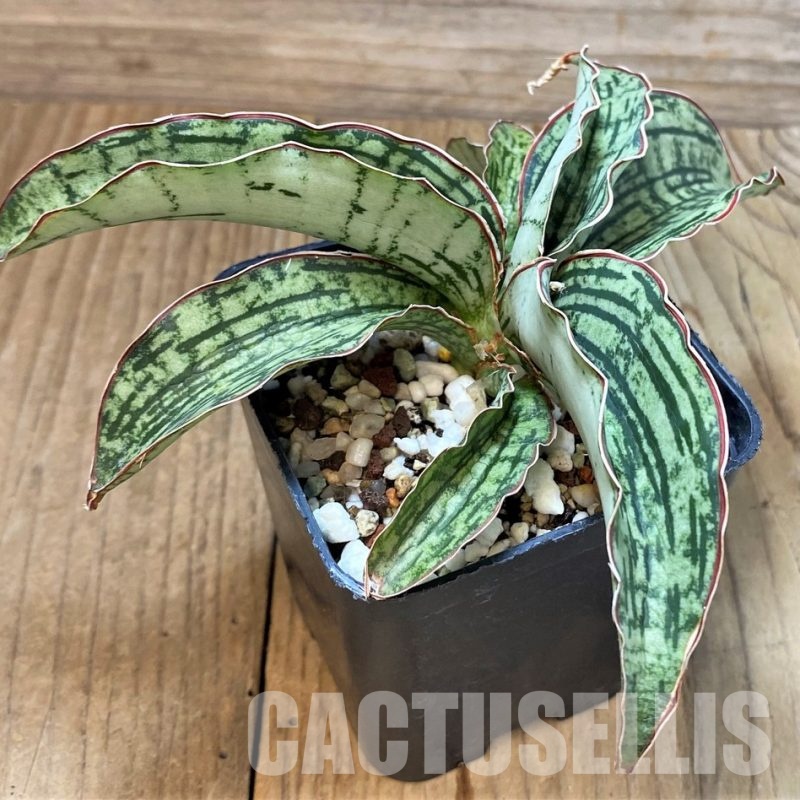 SH30634 Sansevieria 'Cleopatra'