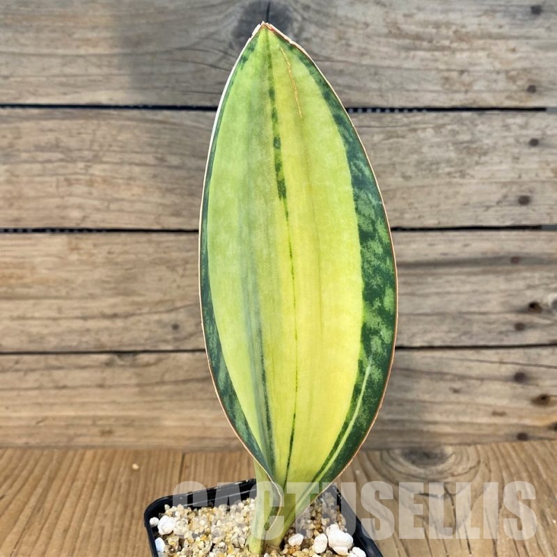 SH30641 Sansevieria masoniana 'White'