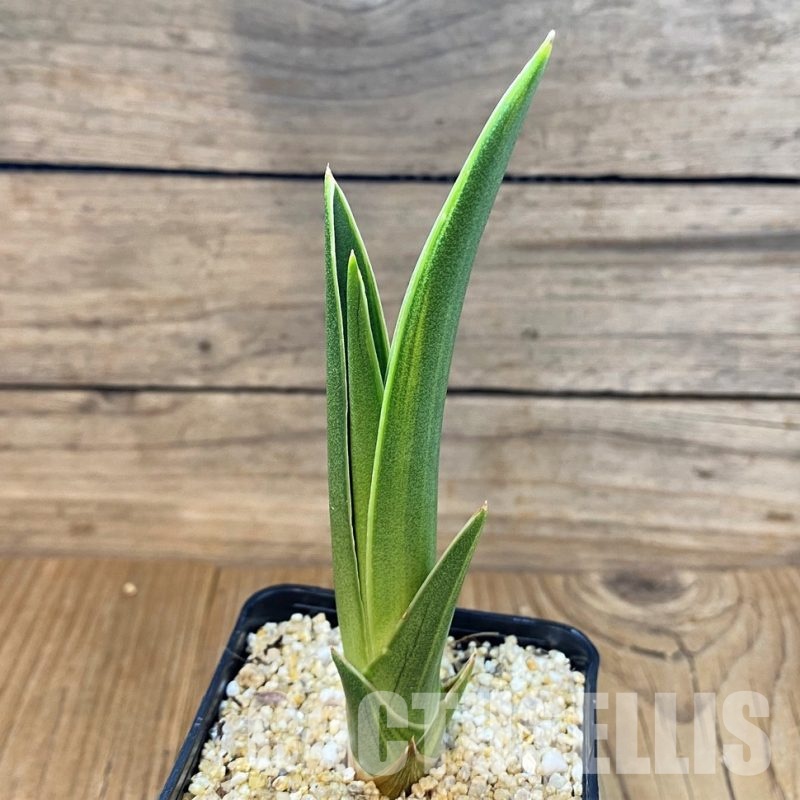 SH30643 Sansevieria 'Siam Green' f. variegata