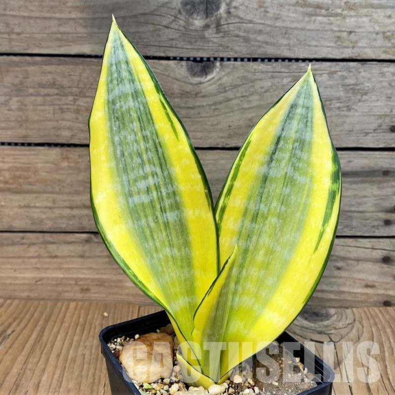 SH30644 Sansevieria ‘Asahi’