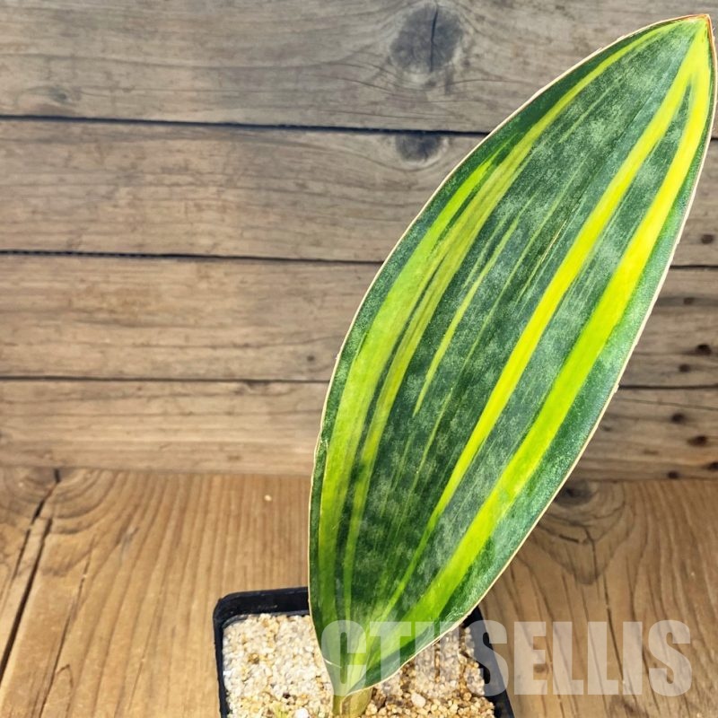 SH30645 Sansevieria masoniana 'Yellow'