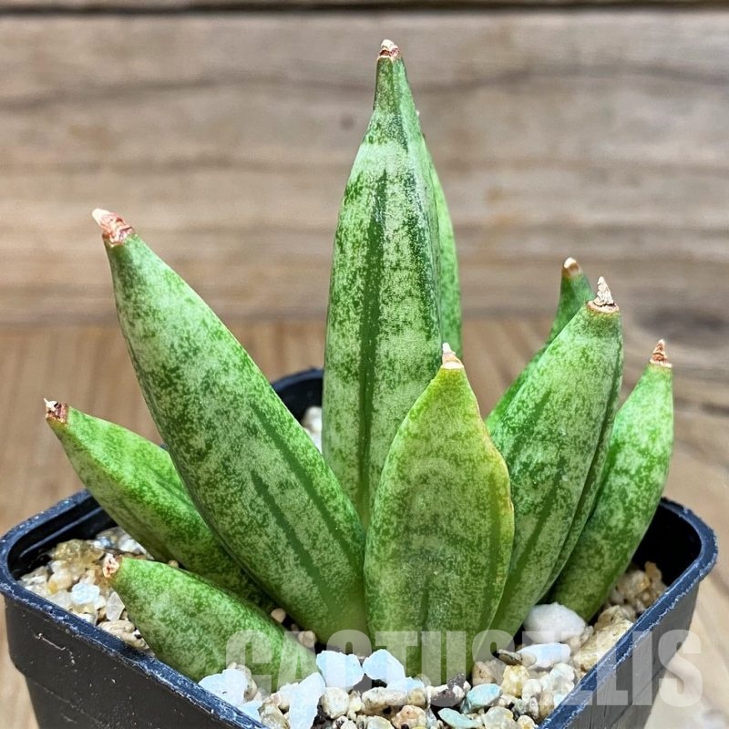 SH30601 Sansevieria 'Hedgehog'