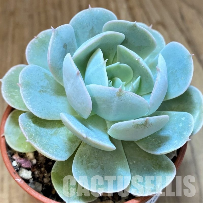 SH30710 Echeveria runyonii 'Rose'