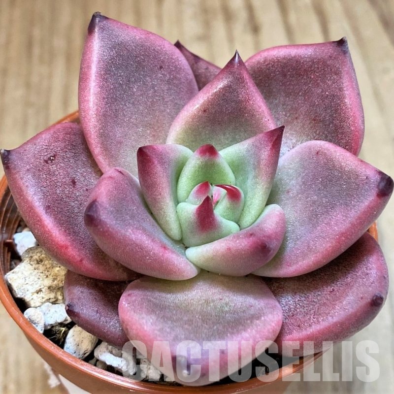 SH30711 Echeveria ‘Taurus’
