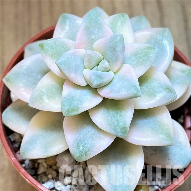 SH30712 Graptoveria ‘Titubans’ f. variegata