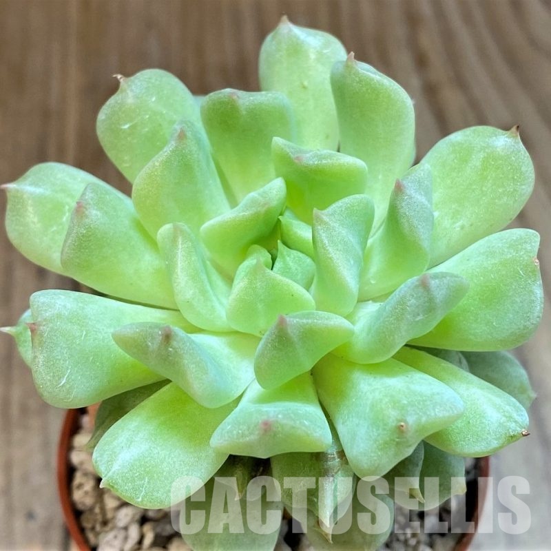 SH30713 Echeveria 'Irish Mint'