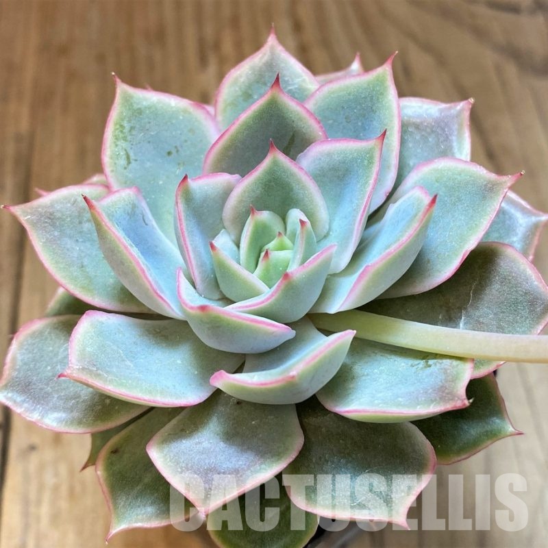SH30714 Echeveria 'Hercules'