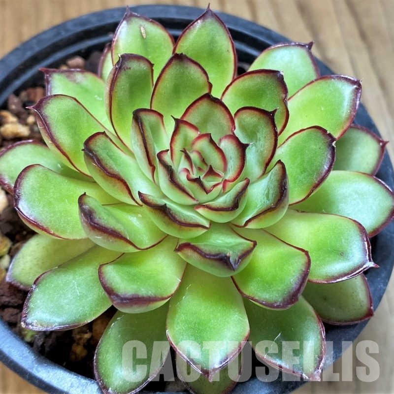 SH30715 Echeveria 'Pulidonis' hybrid